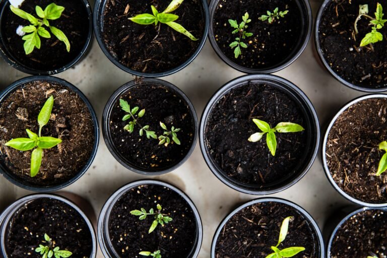 World Environment Day – 3 Sites you can get your Garden Supplies and Gifts